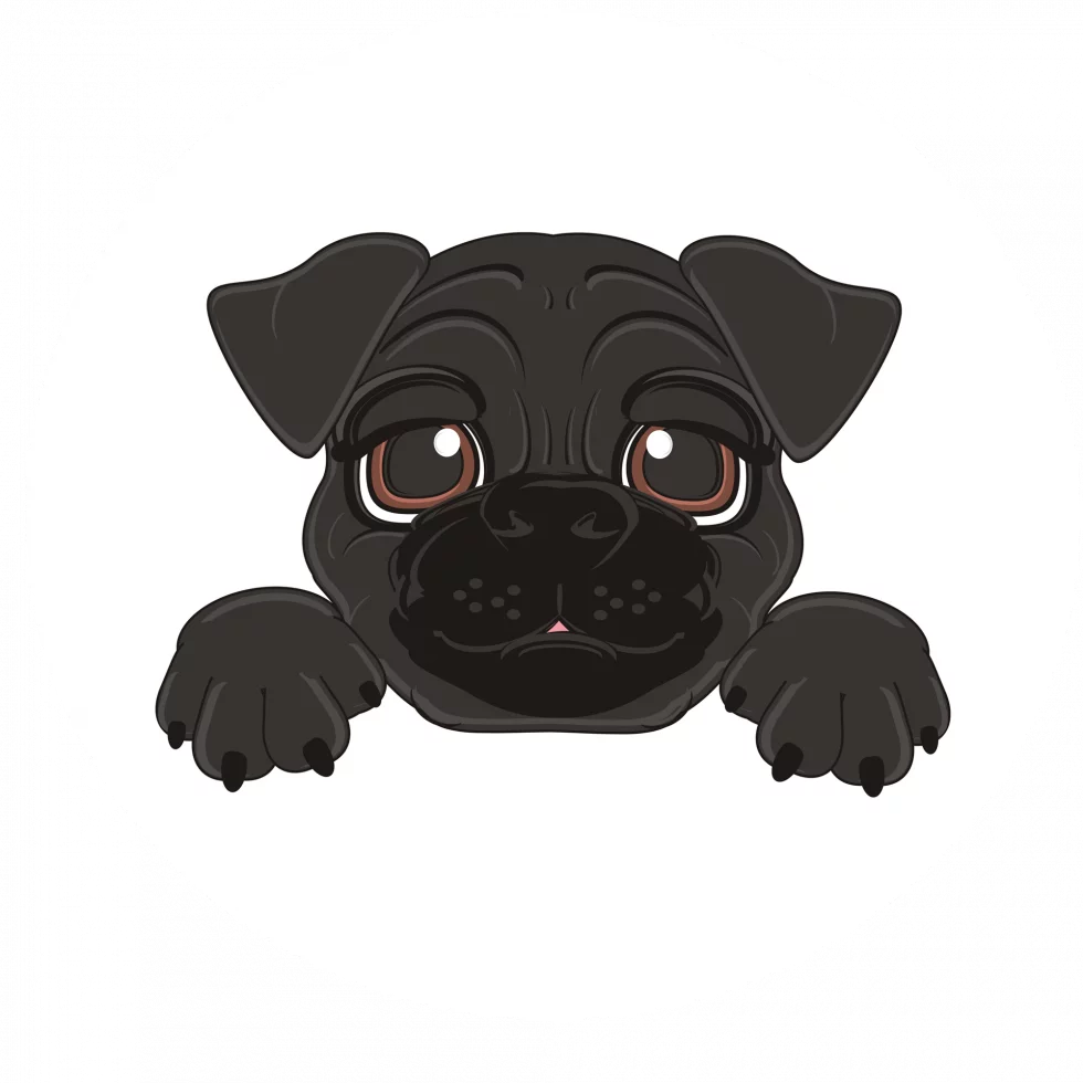 Pug